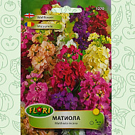 Матиола (Шибой) - Matthiola incana