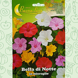 Мирабилис - Bella di Notte
