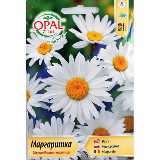 Маргаритка бяла