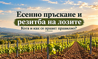 Есенно пръскане и резитба на лозите – кога и как?