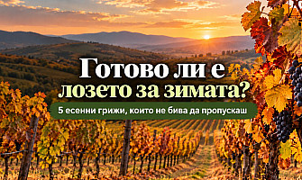 Зазимяване на лозите – основни есенни грижи