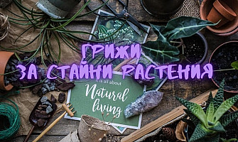 Грижи при отглеждане на растения Част 1 - Стайни растения