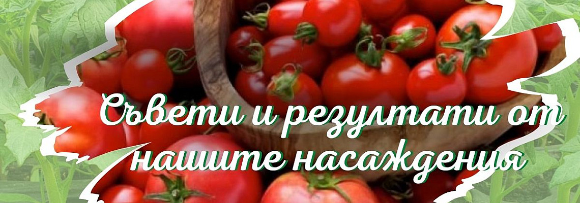 Съвети резултати от нашите насаждения домати