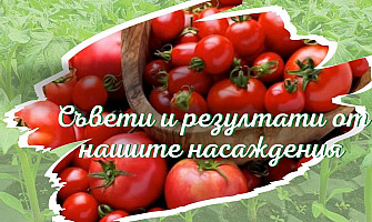 Съвети резултати от нашите насаждения домати