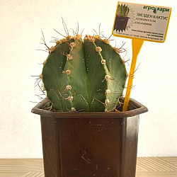 Звезден кактус №6