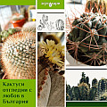 Кактуси и сукуленти
