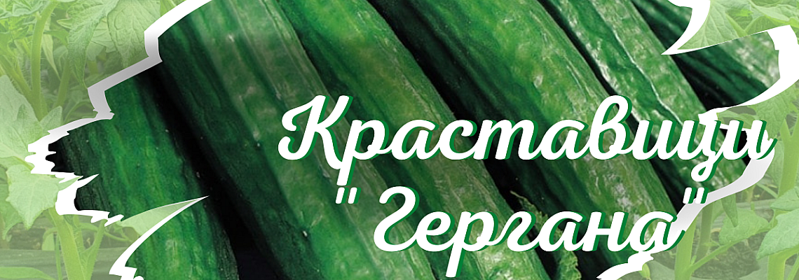 Отглеждане на краставици в контейнери