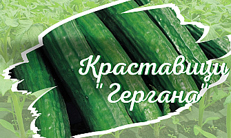 Отглеждане на краставици в контейнери