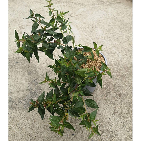 Абелия - Abelia "Edward Goucher" 1 л.