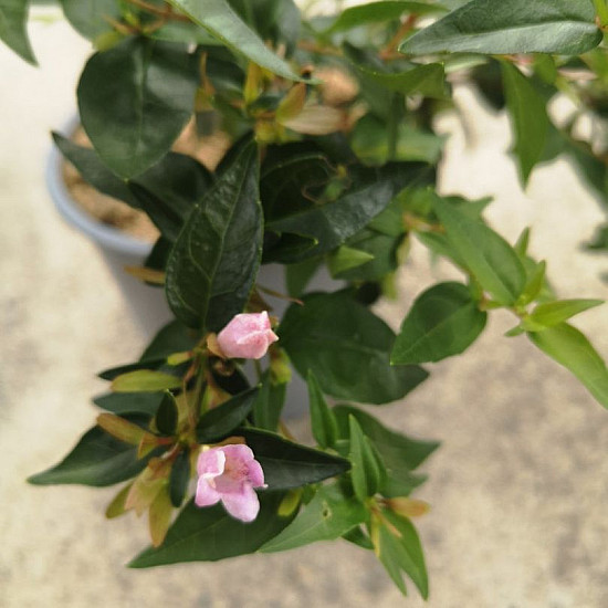 Абелия - Abelia "Edward Goucher" 1 л.
