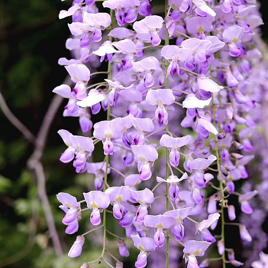 Глициния - Wisteria sinensis