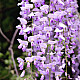 Глициния - Wisteria sinensis