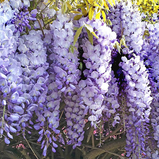 Глициния - Wisteria sinensis