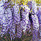 Глициния - Wisteria sinensis