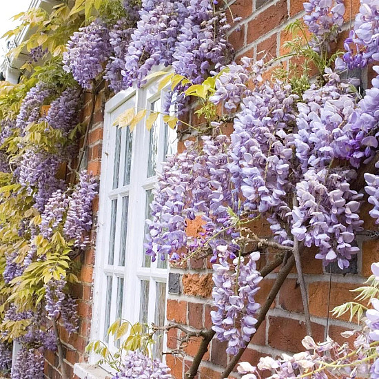 Глициния - Wisteria sinensis