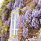 Глициния - Wisteria sinensis