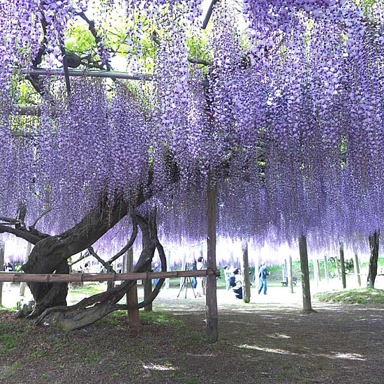 Глициния - Wisteria sinensis
