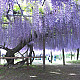 Глициния - Wisteria sinensis