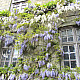 Глициния - Wisteria sinensis