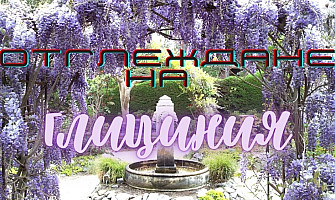 Отглеждане на Глициния (Wisteria)