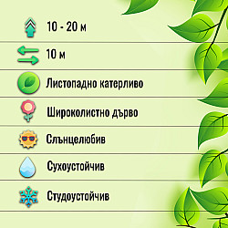 Глициния - Wisteria sinensis 