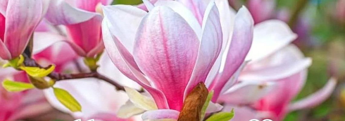Магнолия Бети (Magnolia 