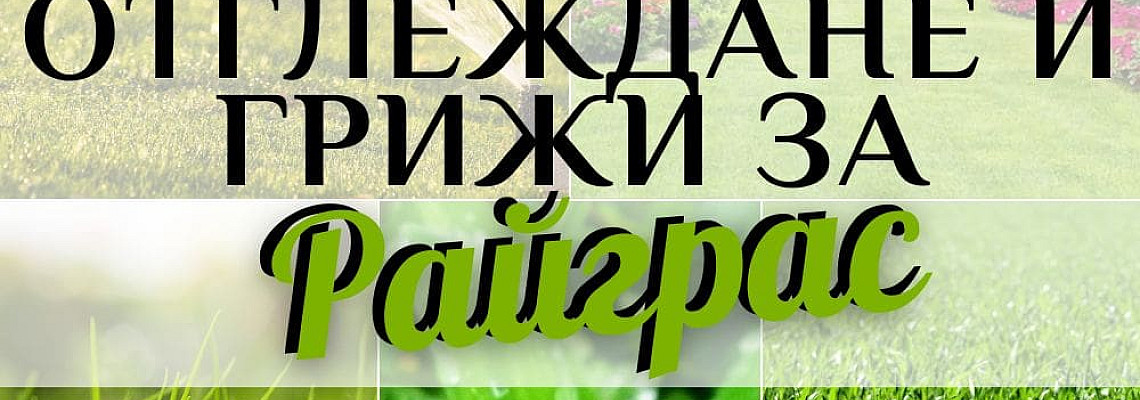 Грижи за правилното отглеждане на райграс част 1