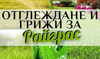 Грижи за правилното отглеждане на райграс част 2