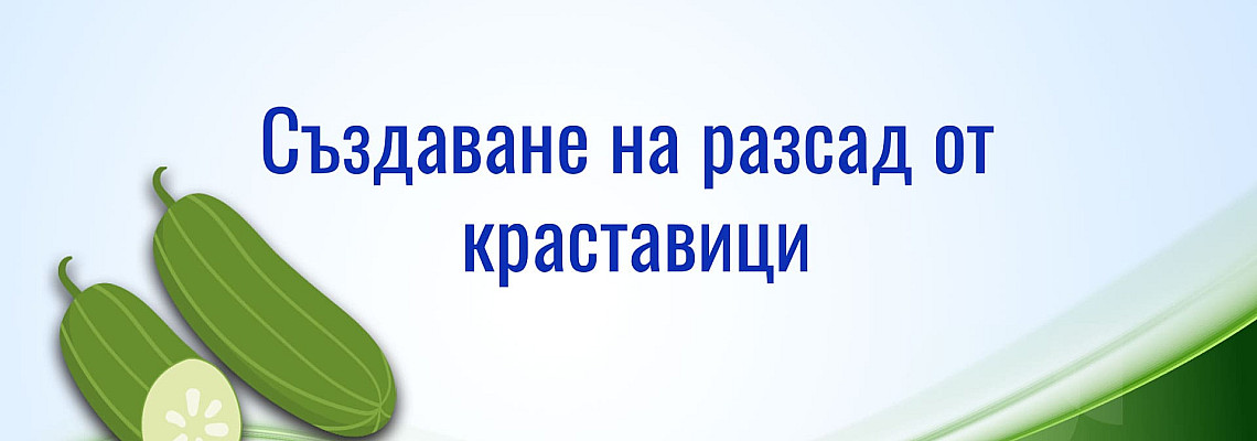 Как да създадеш перфектният разсад от краставици?