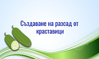 Как да създадеш перфектният разсад от краставици?