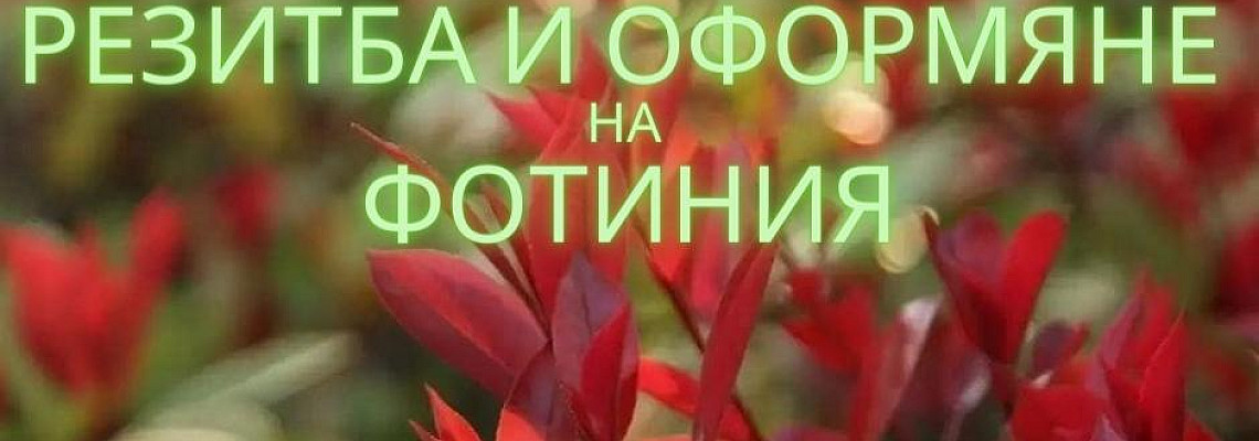 РЕЗИТБА И ОФОРМЯНЕ НА ФОТИНИЯ