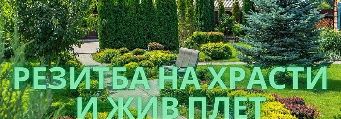 Правилна резитба на храсти и жив плет
