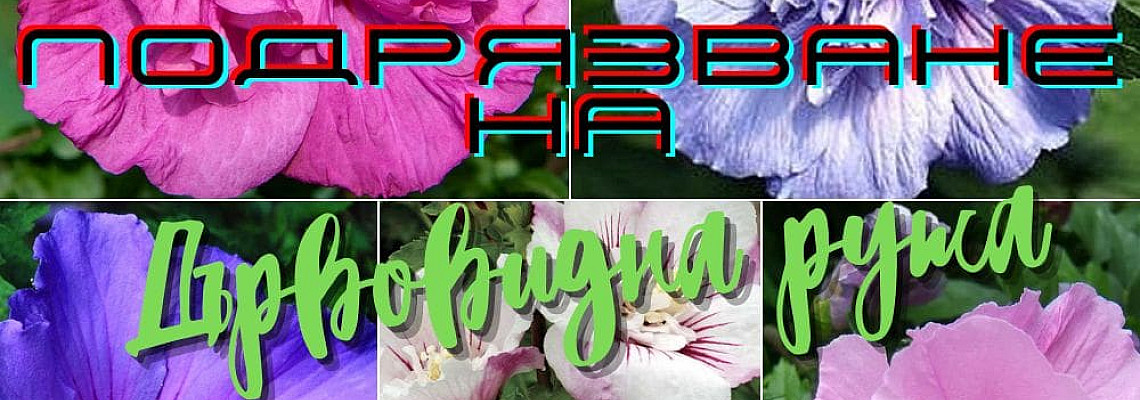 Подрязване на Дъровидна Ружа