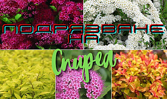 Грижи при отглеждане на Спиреа