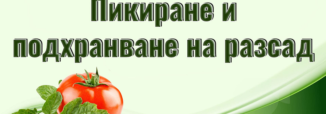 Пикиране и подхранване на разсад - проследяване на разсада от домати и торене