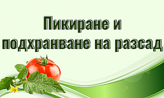 Пикиране и подхранване на разсад - проследяване на разсада от домати и торене