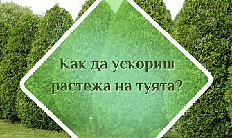 Как да ускориш растежа на туята?
