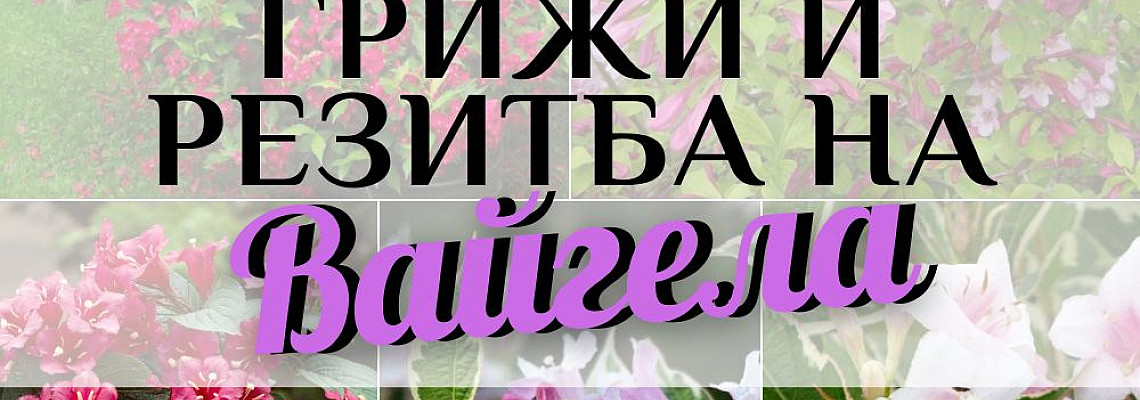 Грижи и подрязване на Цветуща Вайгела