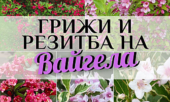 Грижи и подрязване на Цветуща Вайгела