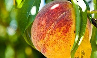 Значение, разпространение и биолгични особености на прасковата.