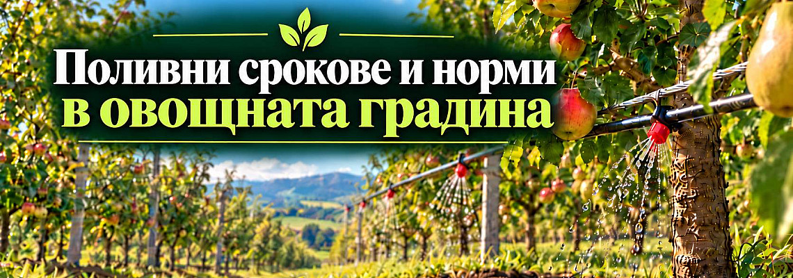 Ефективно напояване в овощните градини: Поливни срокове, норми и приложение на капковите системи