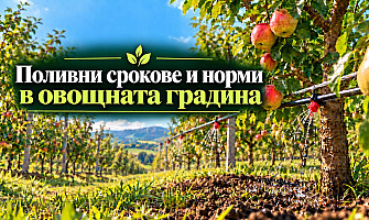 Ефективно напояване в овощните градини: Поливни срокове, норми и приложение на капковите системи