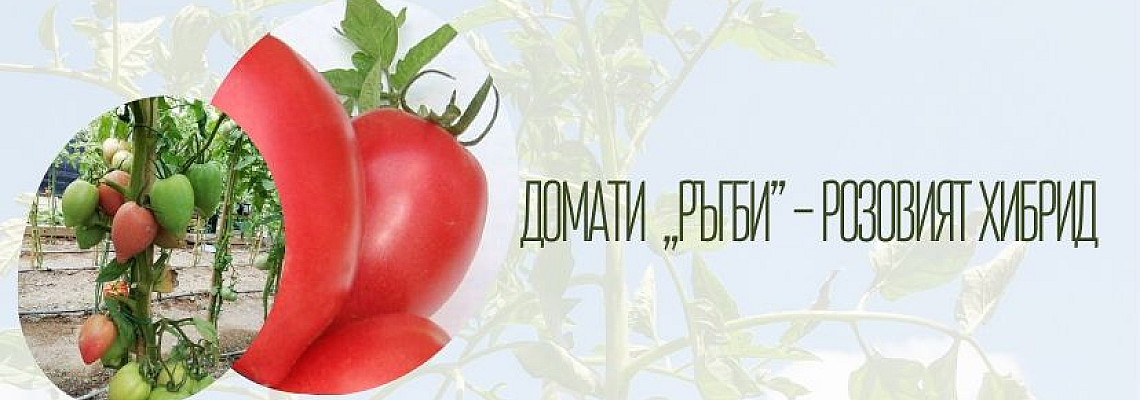 Домати  „Ръгби” – Розовият хибрид