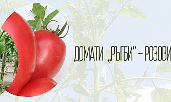 Домати  „Ръгби” – Розовият хибрид