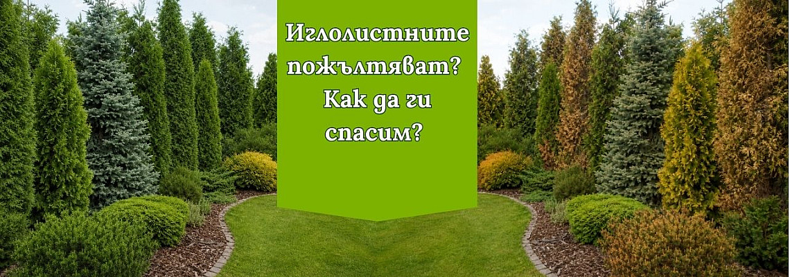 Как да отглеждаме жив плет от иглолистни?- практични съвети за засаждане и справяне с вредителите