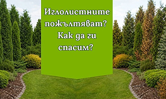 Как да отглеждаме жив плет от иглолистни?- практични съвети за засаждане и справяне с вредителите