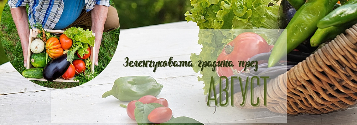 В зеленчуковата градина през м.Август