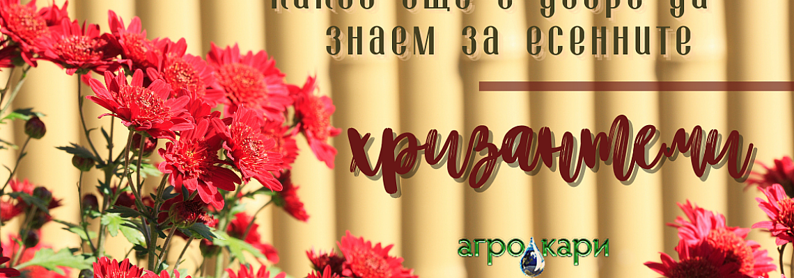 Хризантемите - любими есенни цветя