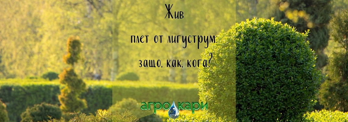 Жив плет от лигуструм: защо, как, кога?