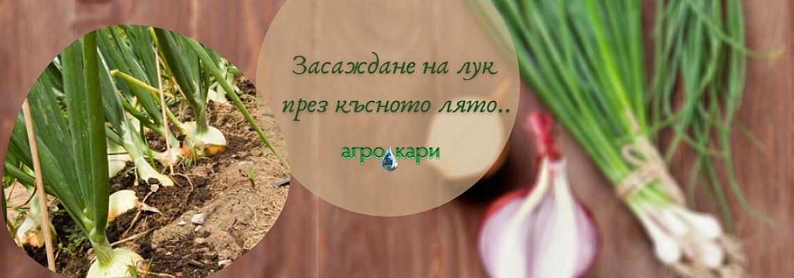Засаждане на лук през късното лято..